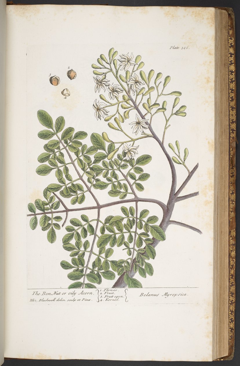 Talerz 386, z „Ciekawy zielnik” autorstwa Elizabeth Blackwell