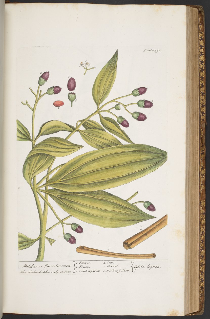 Talerz 391, z „Ciekawy zielnik” autorstwa Elizabeth Blackwell