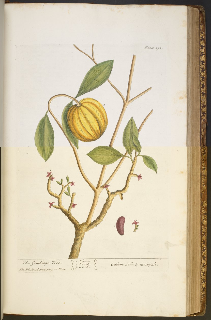 Talerz 392, z „Ciekawy zielnik” autorstwa Elizabeth Blackwell
