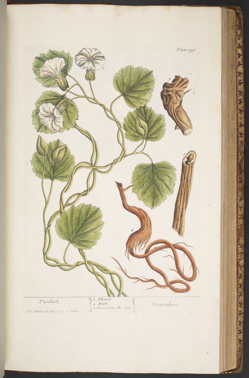Talerz 397, z „Ciekawy zielnik” autorstwa Elizabeth Blackwell