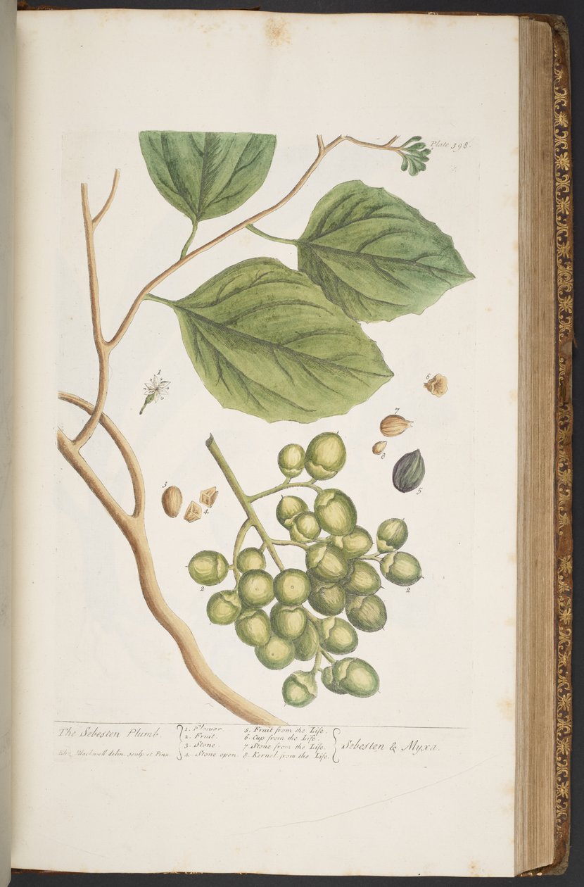 Talerz 398, z „Ciekawy zielnik” autorstwa Elizabeth Blackwell