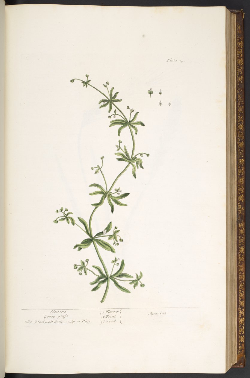 Talerz 39, Clivers, Gęsi Trawa, z „Ciekawy Herbal” autorstwa Elizabeth Blackwell