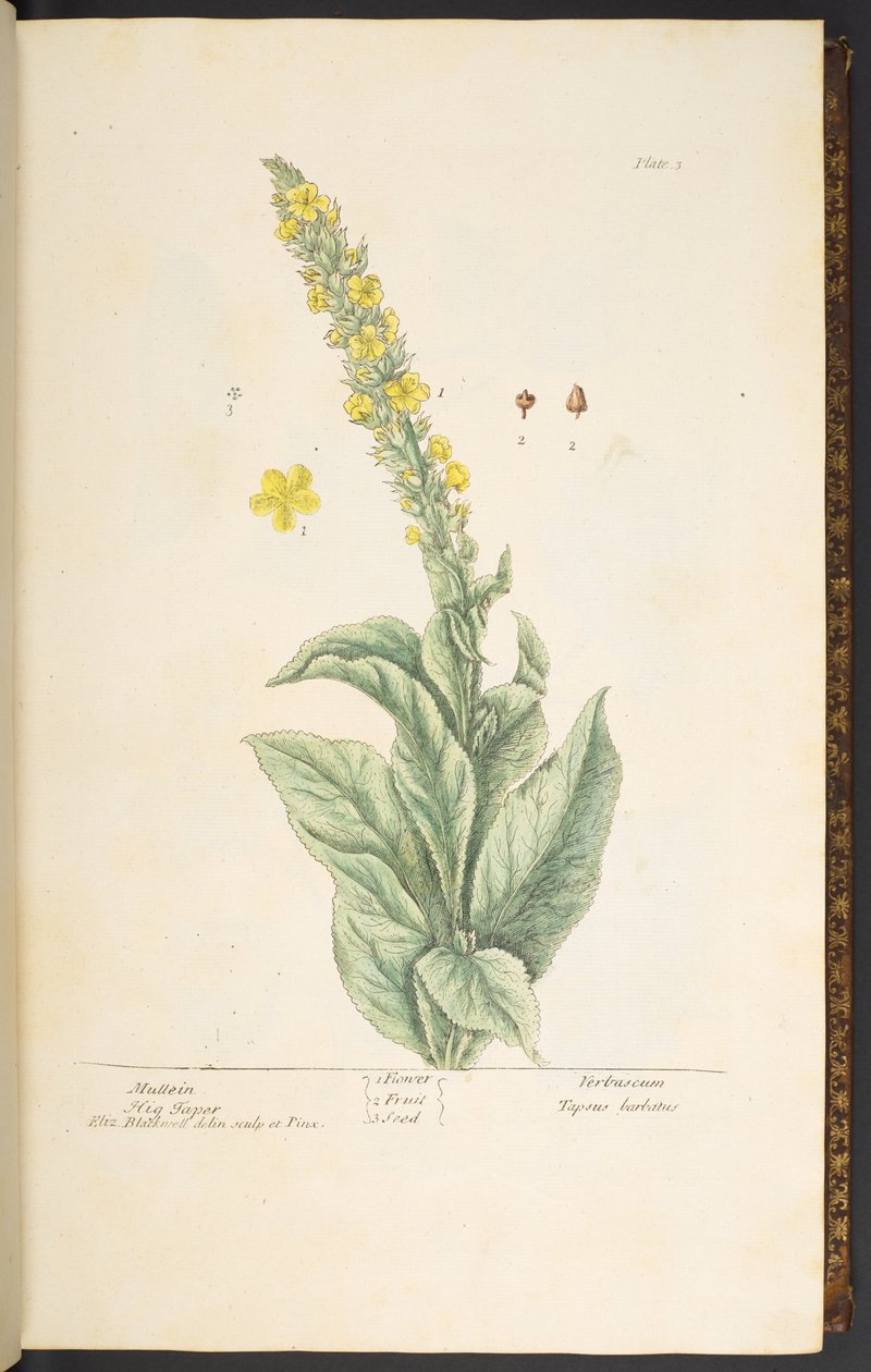 Talerz 3, Dziewanna, z „Ciekawego zielnika” autorstwa Elizabeth Blackwell
