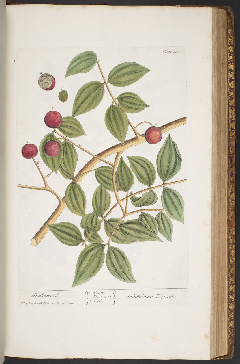 Talerz 403, z „Ciekawy zielnik” autorstwa Elizabeth Blackwell