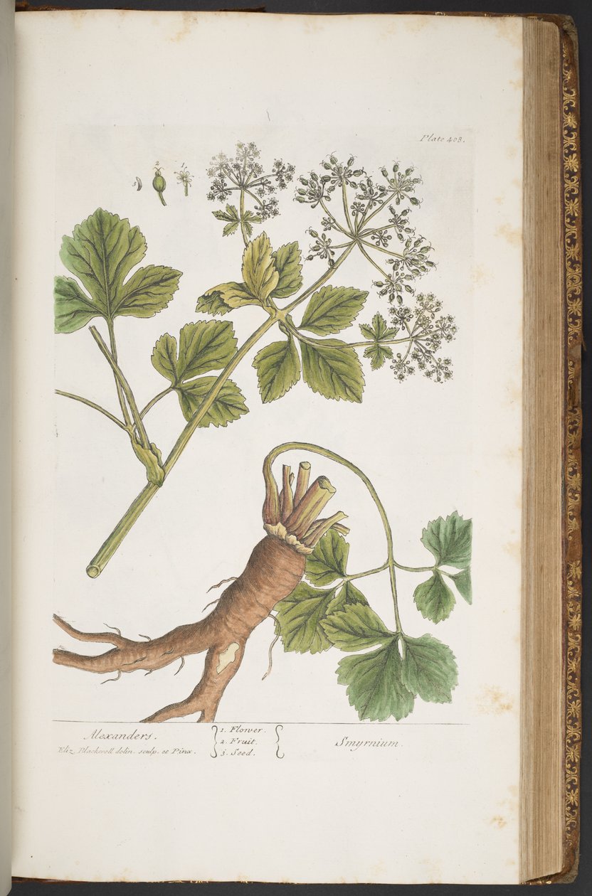 Tabliczka 408, Alexanders, z „Ciekawy zielnik” autorstwa Elizabeth Blackwell