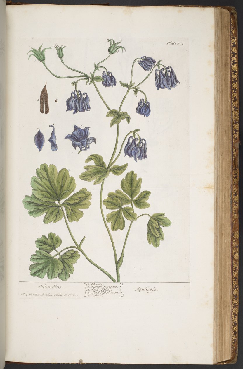 Talerz 409, z „Ciekawy zielnik” autorstwa Elizabeth Blackwell