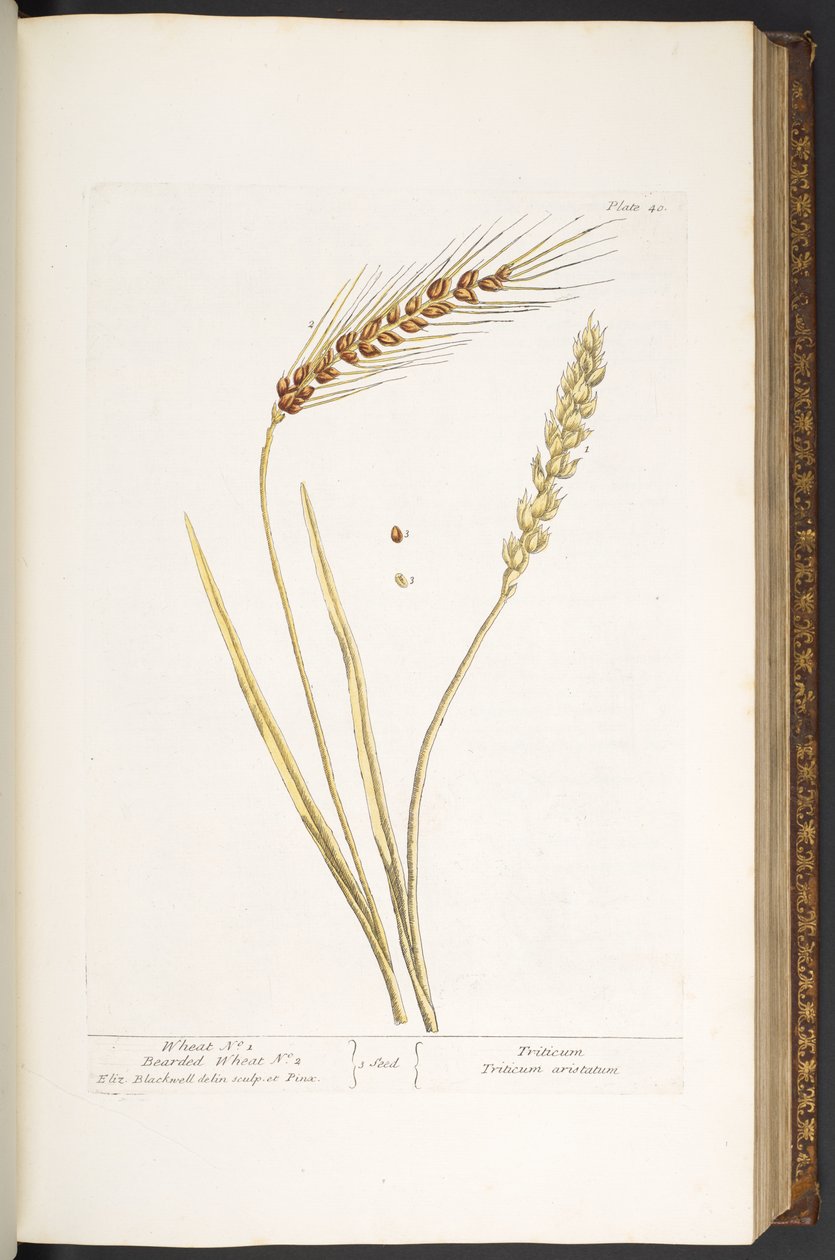 Talerz 40, Pszenica i Pszenica Brodaty, z „Ciekawy Herbal” autorstwa Elizabeth Blackwell