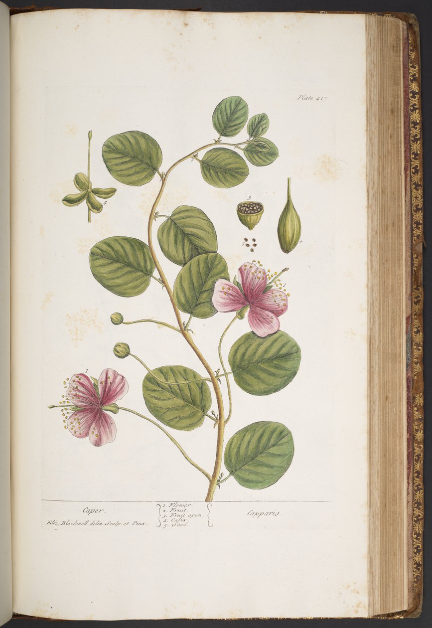 Talerz 417, z „Ciekawy zielnik” autorstwa Elizabeth Blackwell