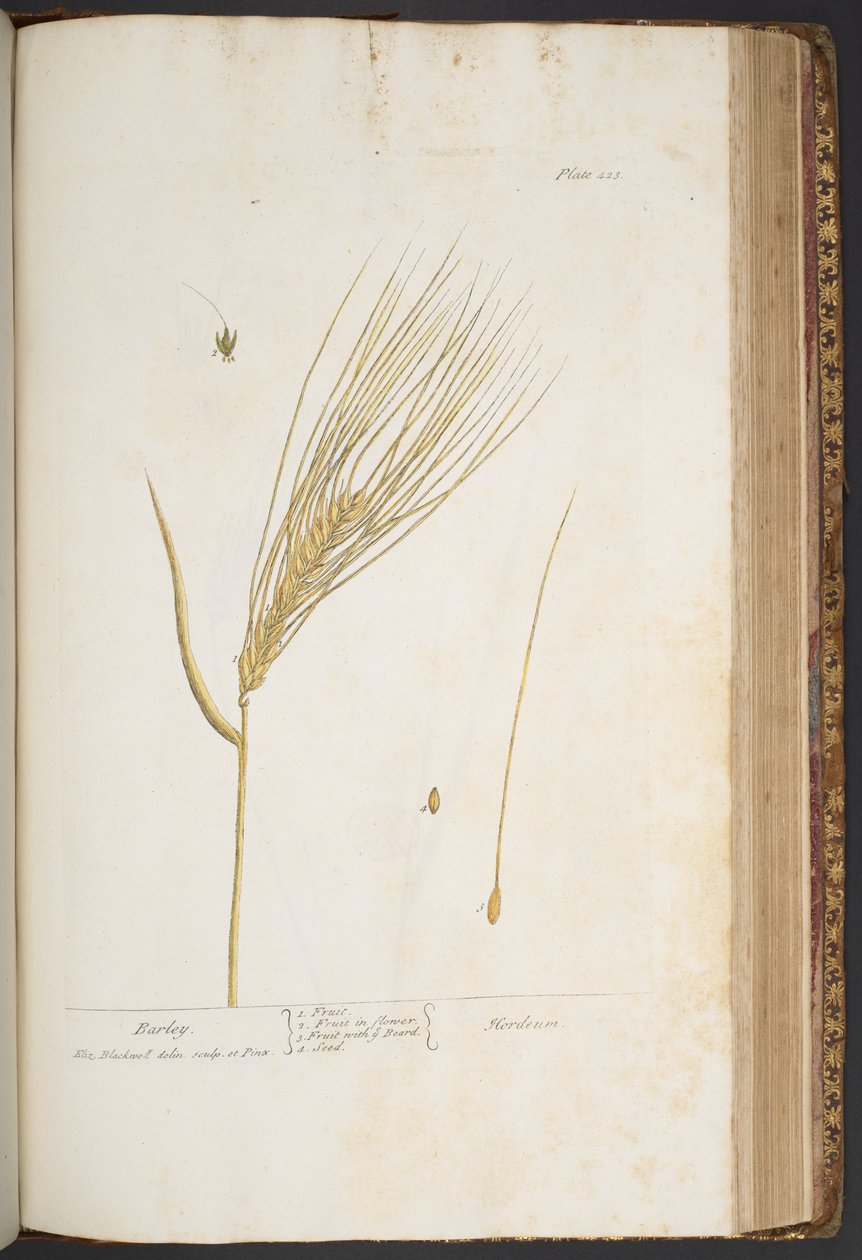Talerz 423, z „Ciekawy zielnik” autorstwa Elizabeth Blackwell
