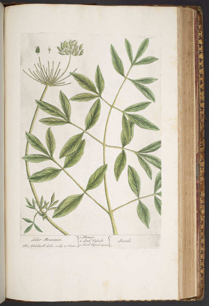 Talerz 426, z „Ciekawy zielnik” autorstwa Elizabeth Blackwell