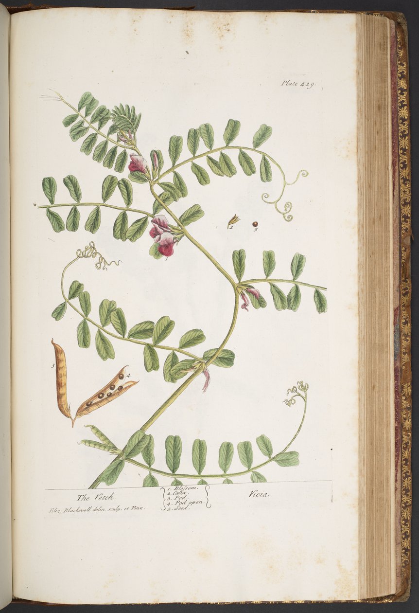 Talerz 429, z „Ciekawy zielnik” autorstwa Elizabeth Blackwell