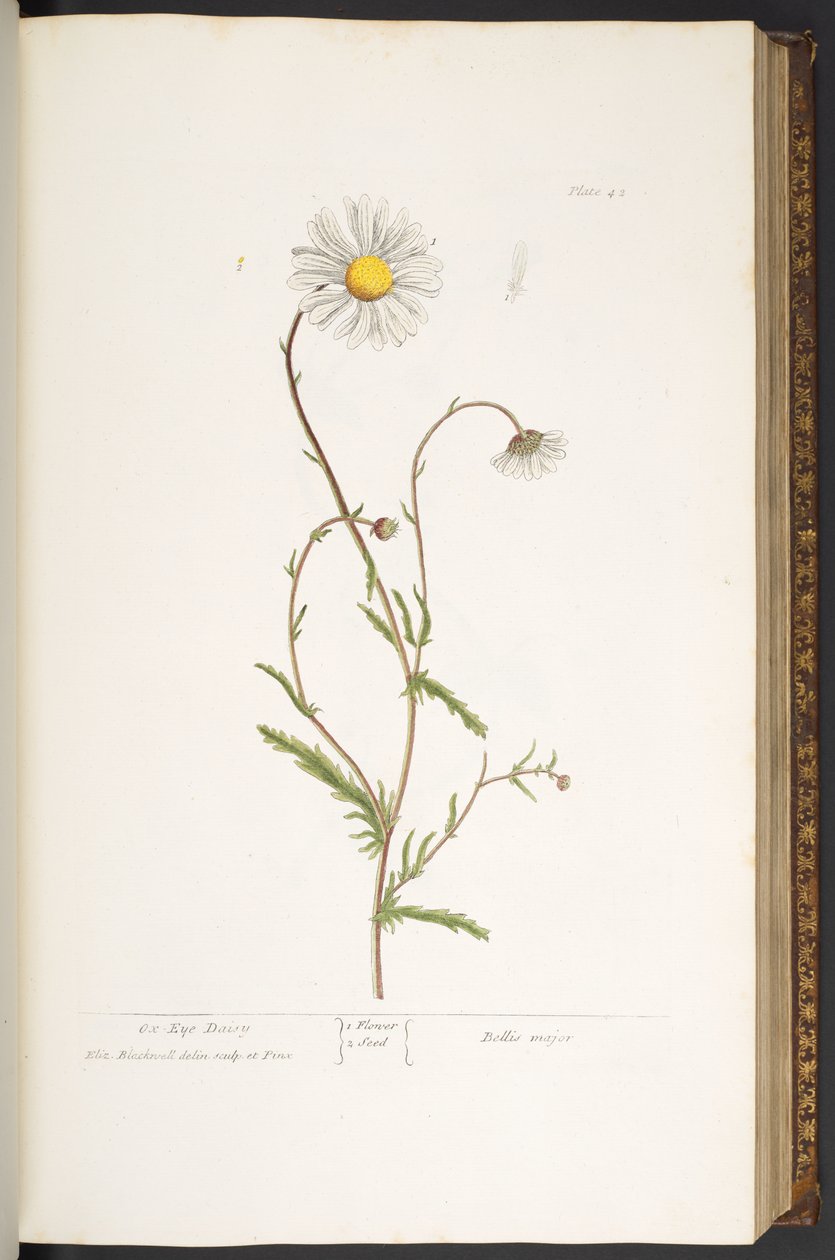 Talerz 42, Stokrotka Ox-Eye, z „Ciekawy Herbal” autorstwa Elizabeth Blackwell
