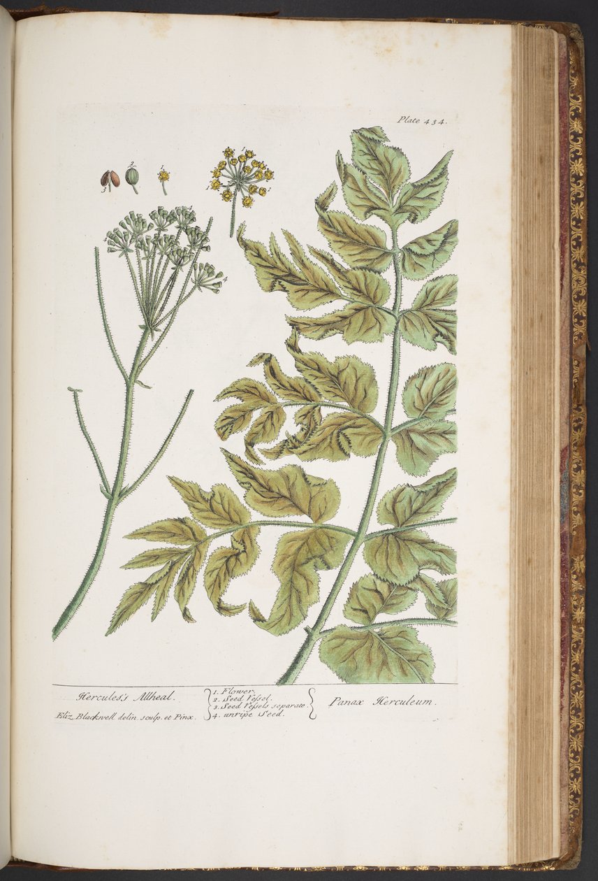 Talerz 434, z „Ciekawy zielnik” autorstwa Elizabeth Blackwell