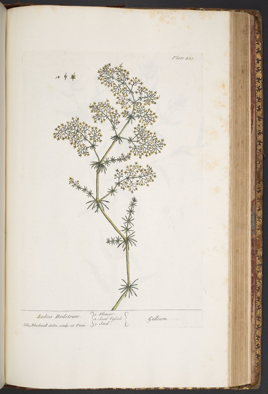 Talerz 435, Poduszka Damska, z „Ciekawy Herbal” autorstwa Elizabeth Blackwell