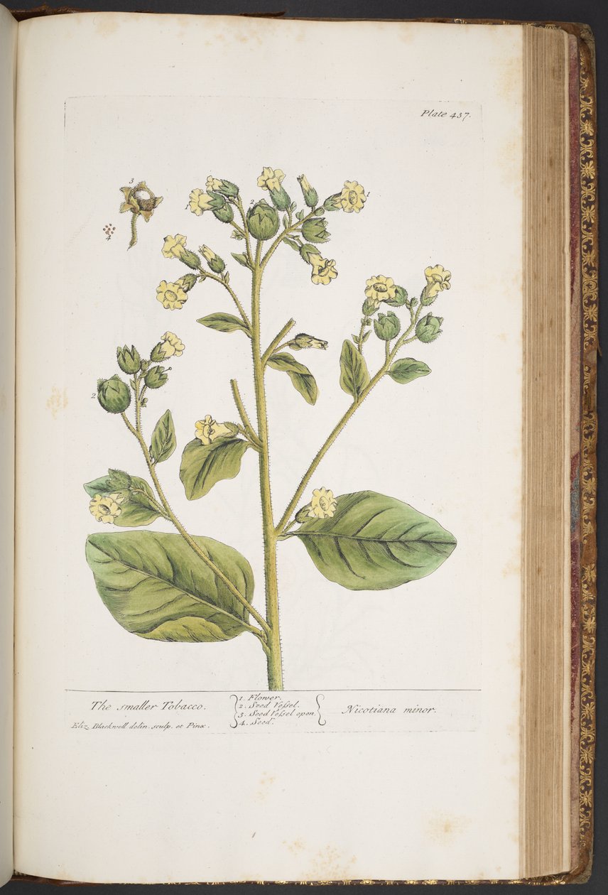 Talerz 437, z „Ciekawy zielnik” autorstwa Elizabeth Blackwell