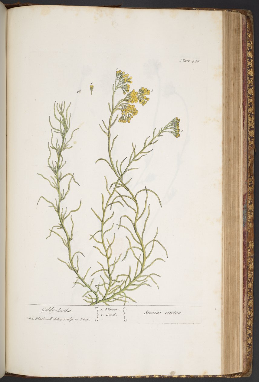 Talerz 438, z „Ciekawy zielnik” autorstwa Elizabeth Blackwell
