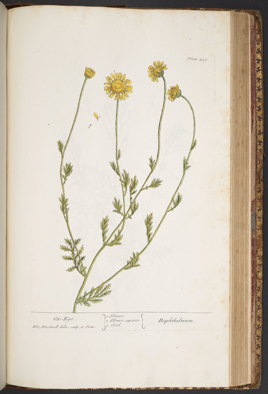 Talerz 439, z „Ciekawy zielnik” autorstwa Elizabeth Blackwell