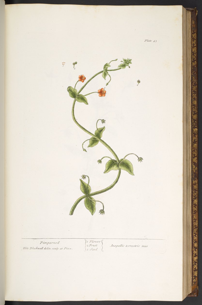 Talerz 43, Pimpernell, z „Ciekawego ziela” autorstwa Elizabeth Blackwell