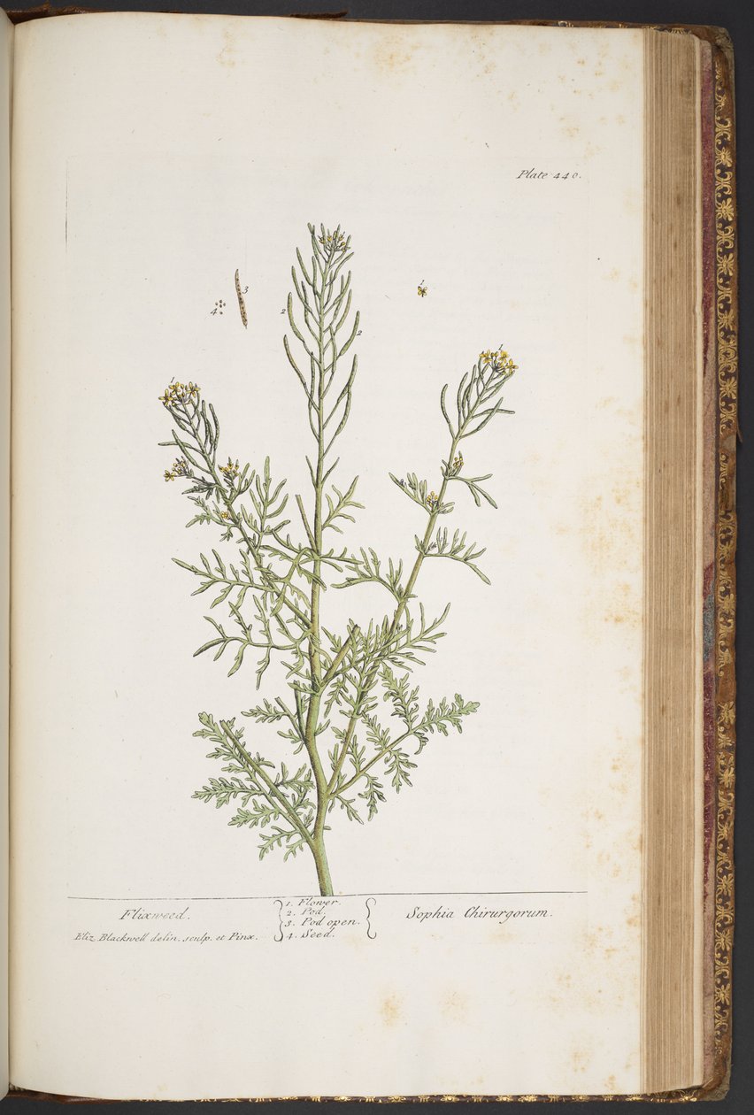 Talerz 440, z „Ciekawy zielnik” autorstwa Elizabeth Blackwell