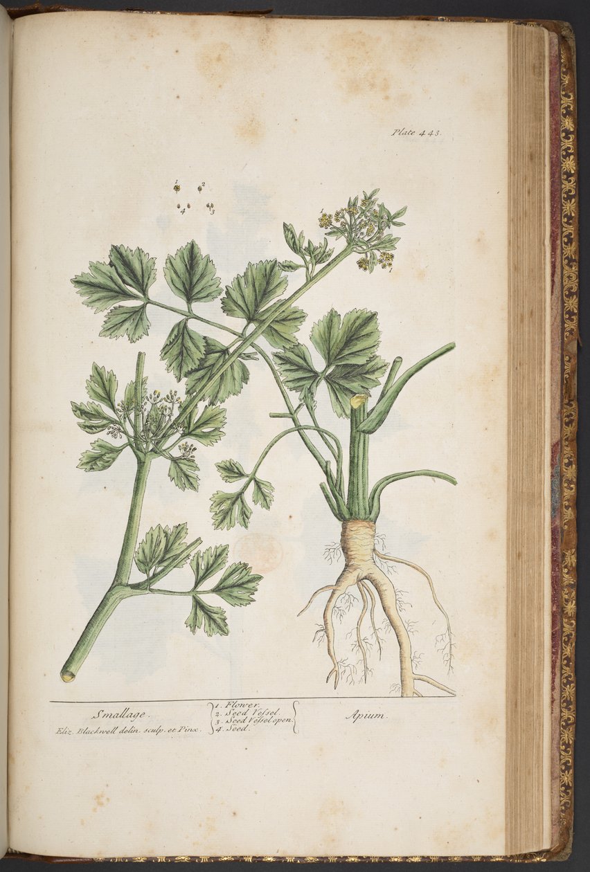 Tabliczka 443, Smallage, z „Ciekawy zielnik” autorstwa Elizabeth Blackwell