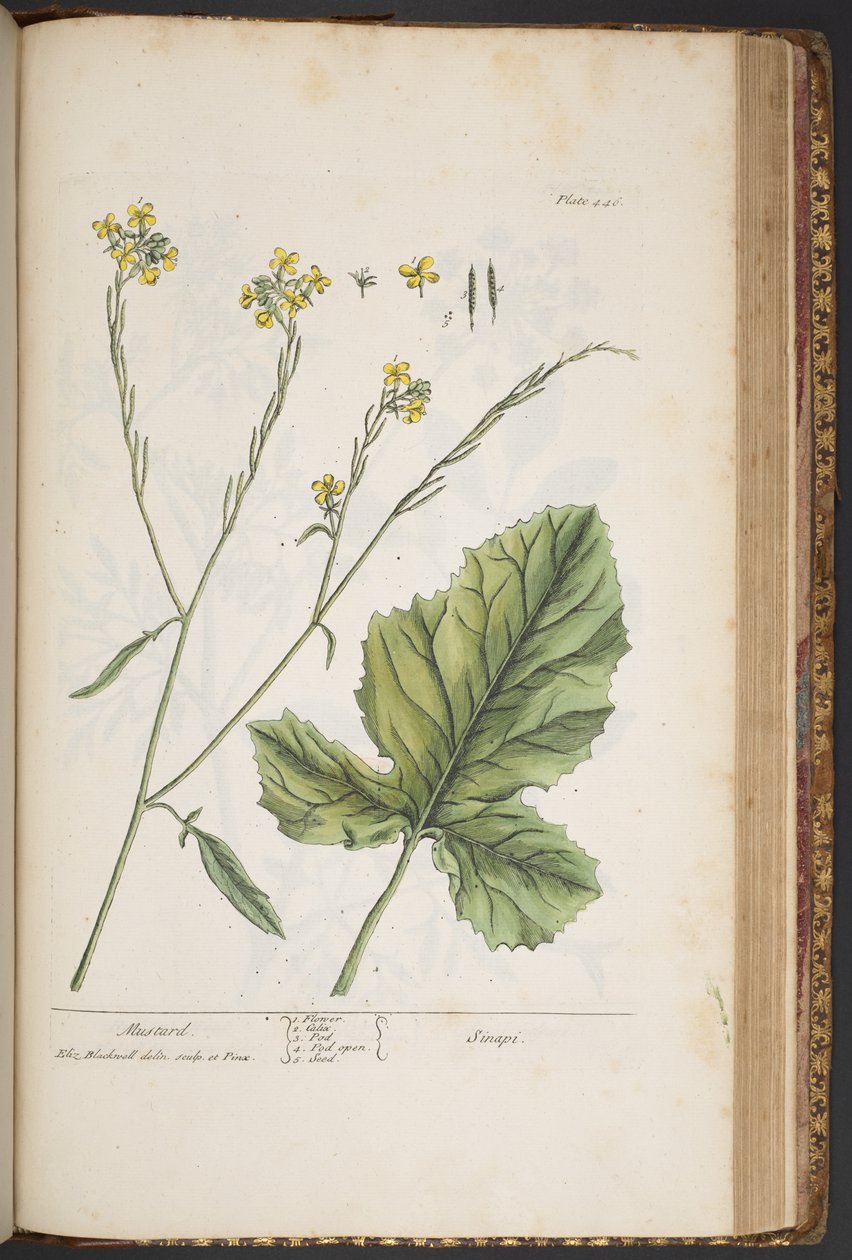 Talerz 446, z „Ciekawy zielnik” autorstwa Elizabeth Blackwell