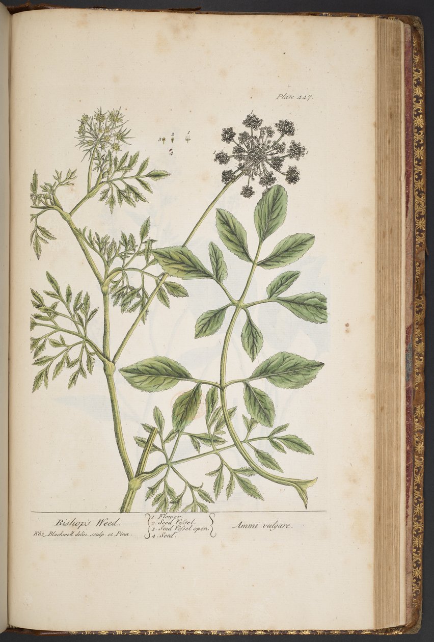 Tabliczka 447, Ziele biskupie, z „Ciekawy zielnik” autorstwa Elizabeth Blackwell