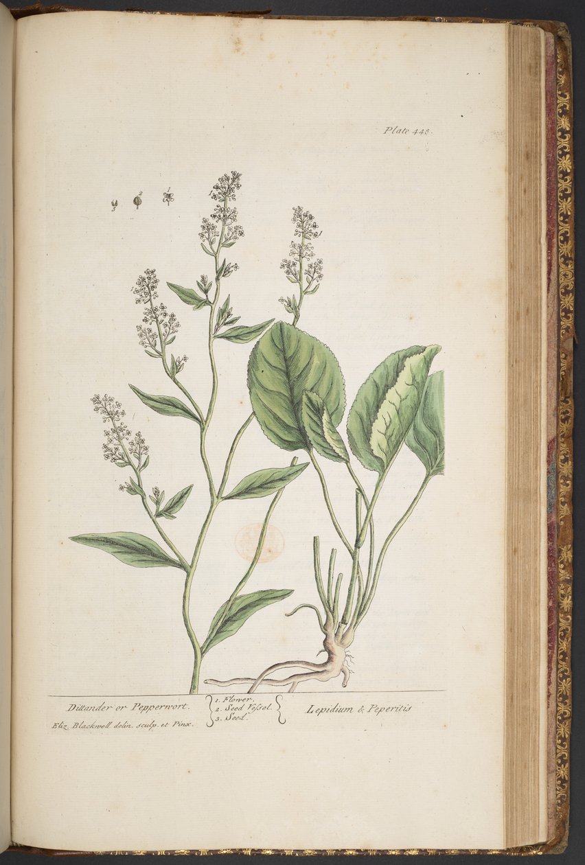 Talerz 448, z „Ciekawy zielnik” autorstwa Elizabeth Blackwell