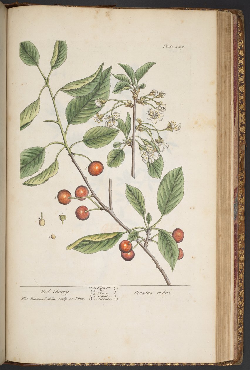 Talerz 449, z „Ciekawy zielnik” autorstwa Elizabeth Blackwell