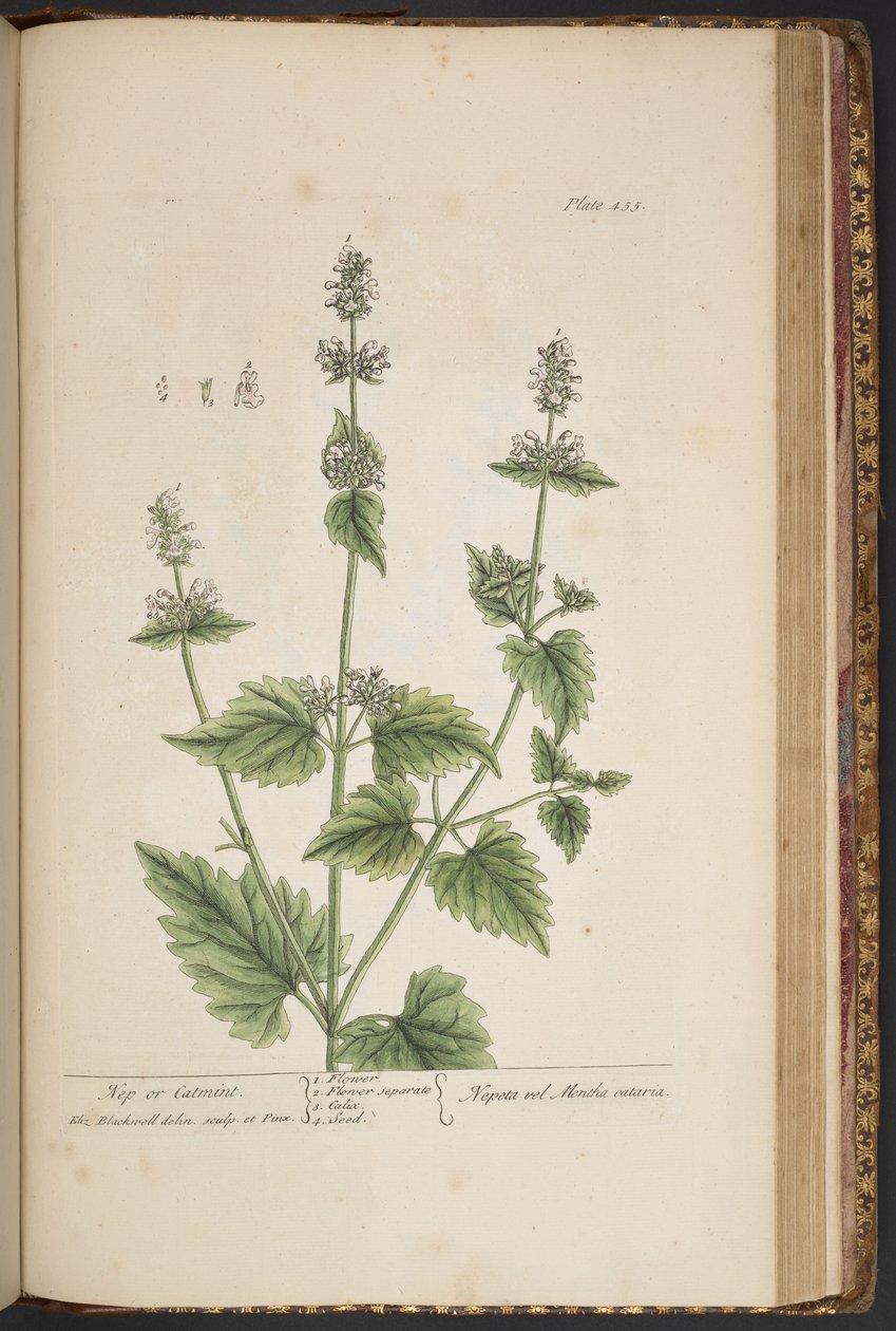 Talerz 455, z „Ciekawy zielnik” autorstwa Elizabeth Blackwell