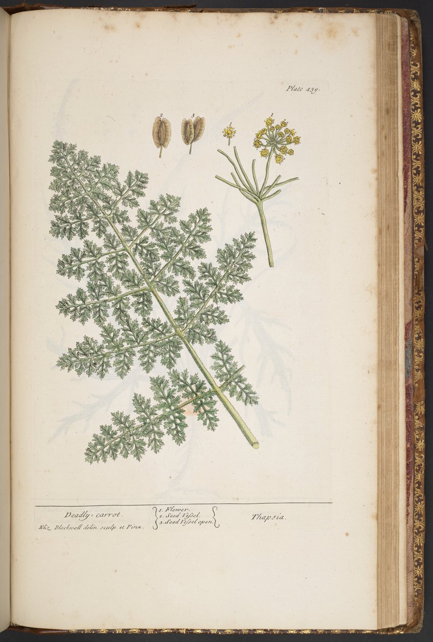 Talerz 459, z „Ciekawy zielnik” autorstwa Elizabeth Blackwell