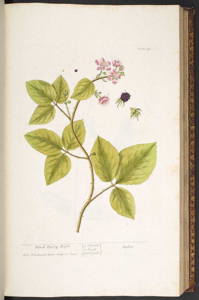 Talerz 45, Krzak czarnej jagody, z „Ciekawego ziela” autorstwa Elizabeth Blackwell