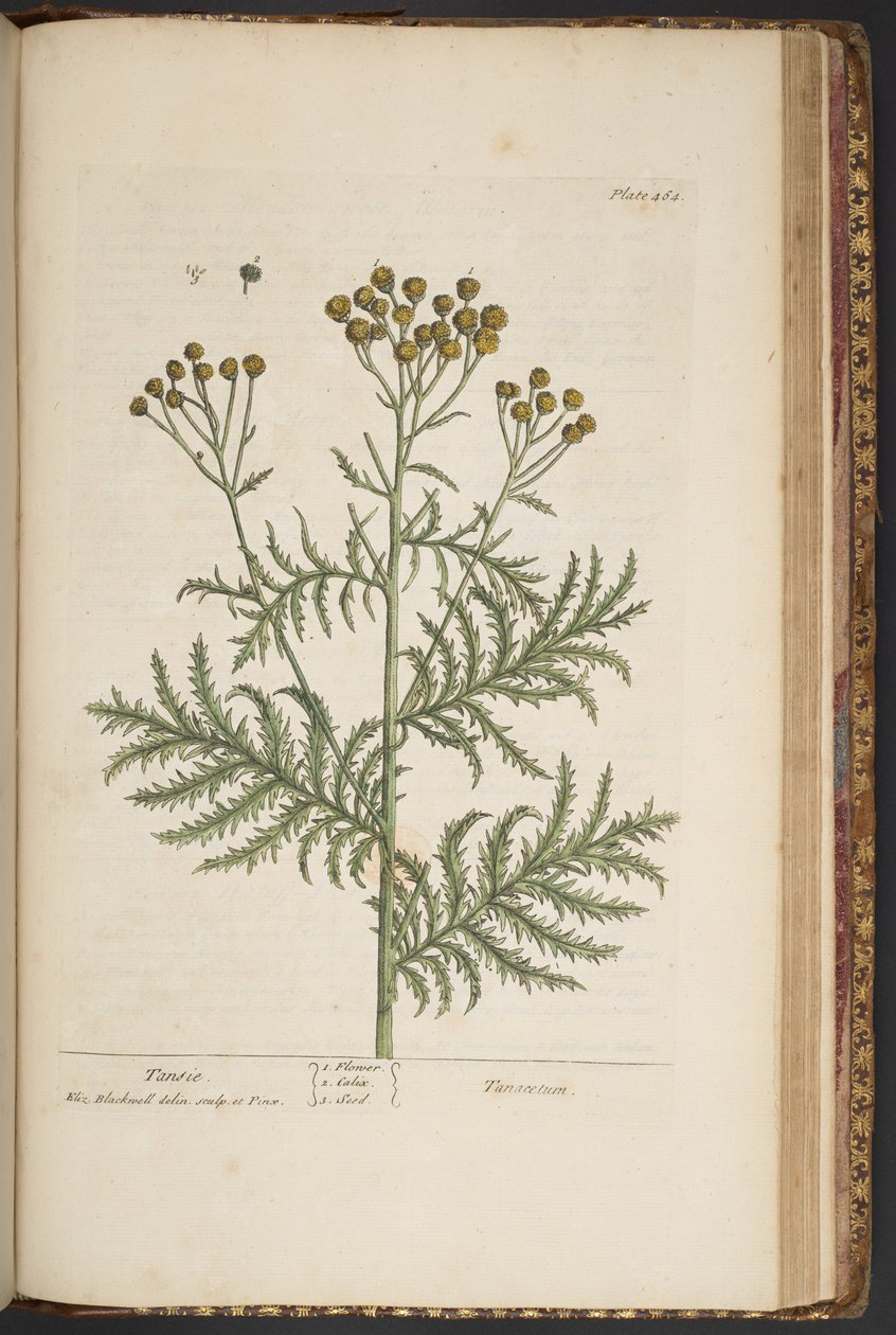 Talerz 464, z „Ciekawy zielnik” autorstwa Elizabeth Blackwell
