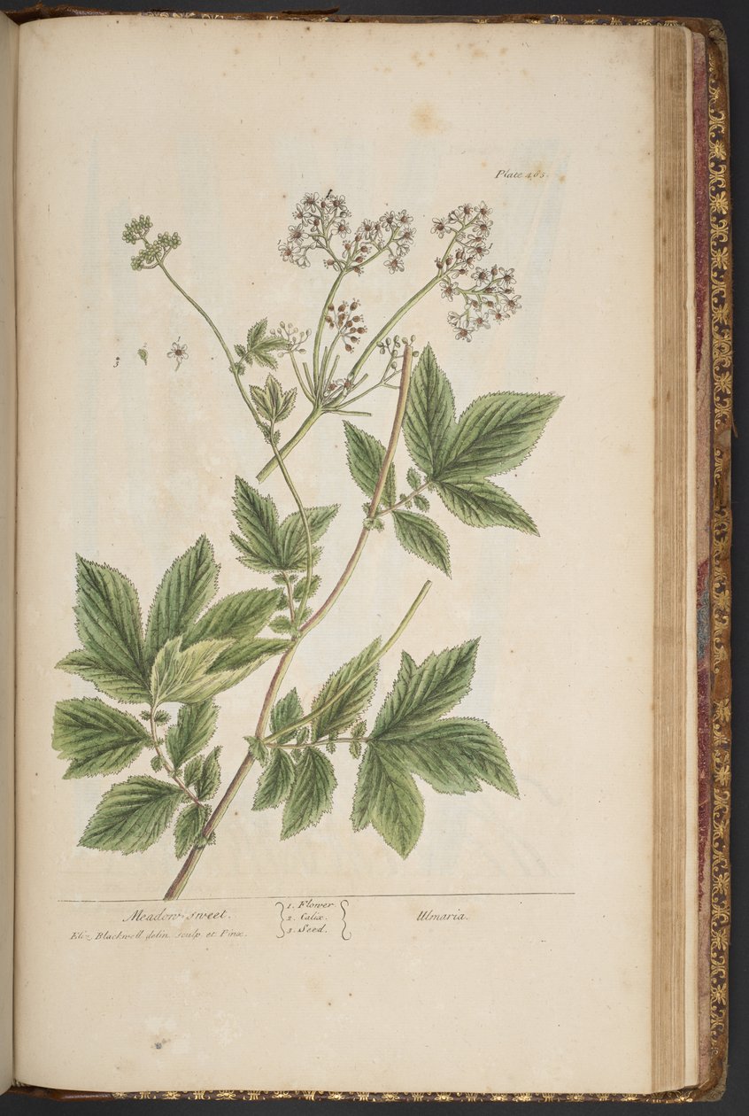 Talerz 465, z „Ciekawy zielnik” autorstwa Elizabeth Blackwell