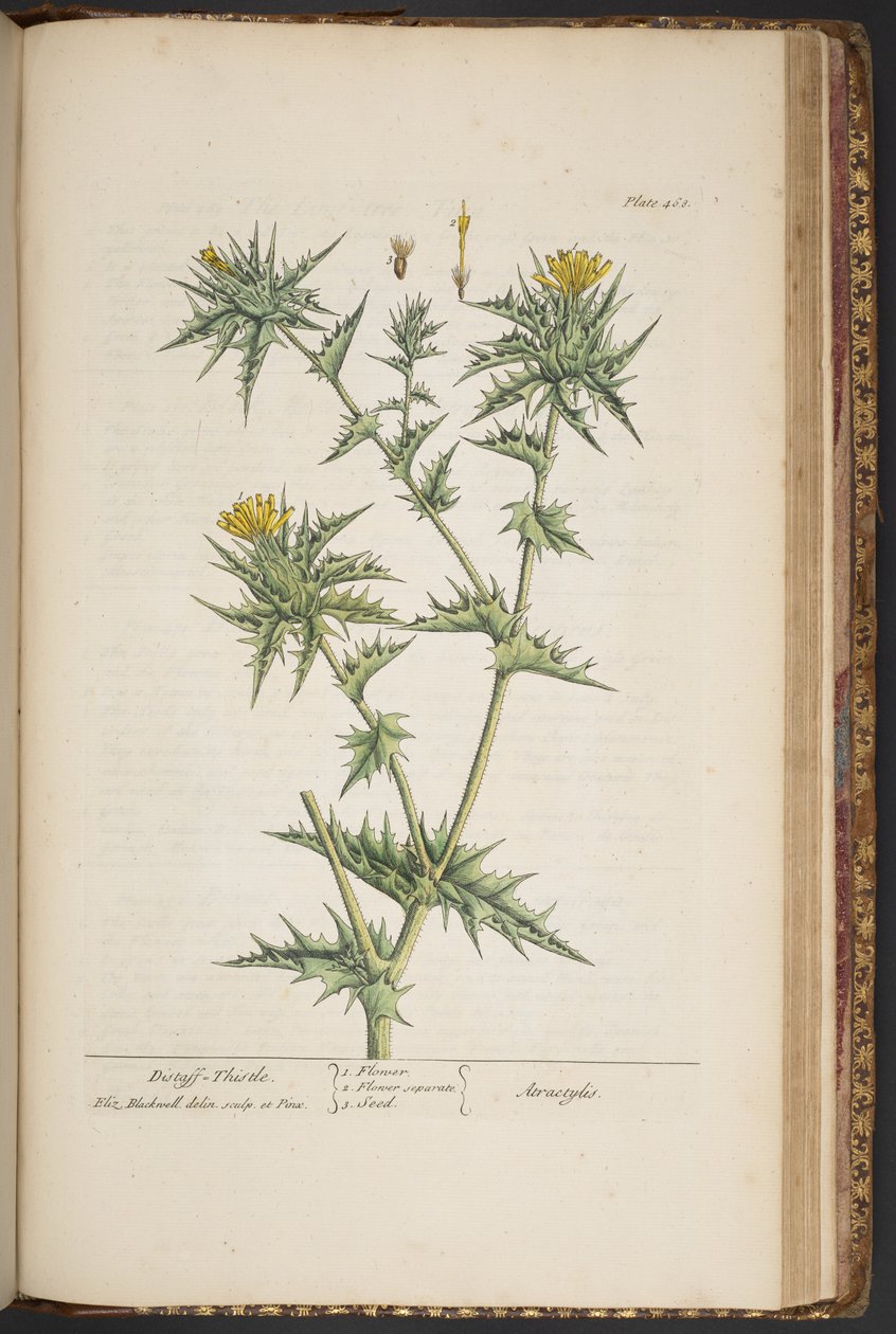 Talerz 468, z „Ciekawy zielnik” autorstwa Elizabeth Blackwell