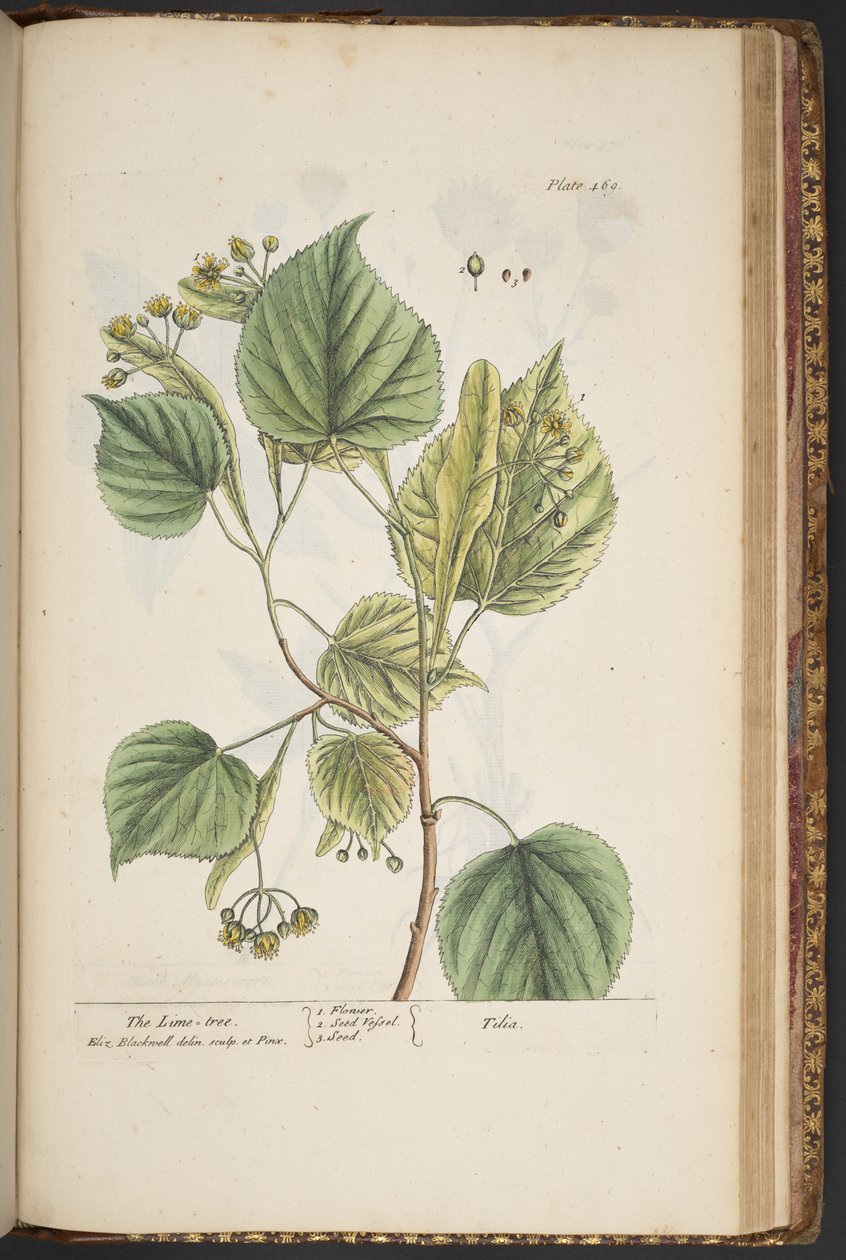 Talerz 469, z „Ciekawy zielnik” autorstwa Elizabeth Blackwell