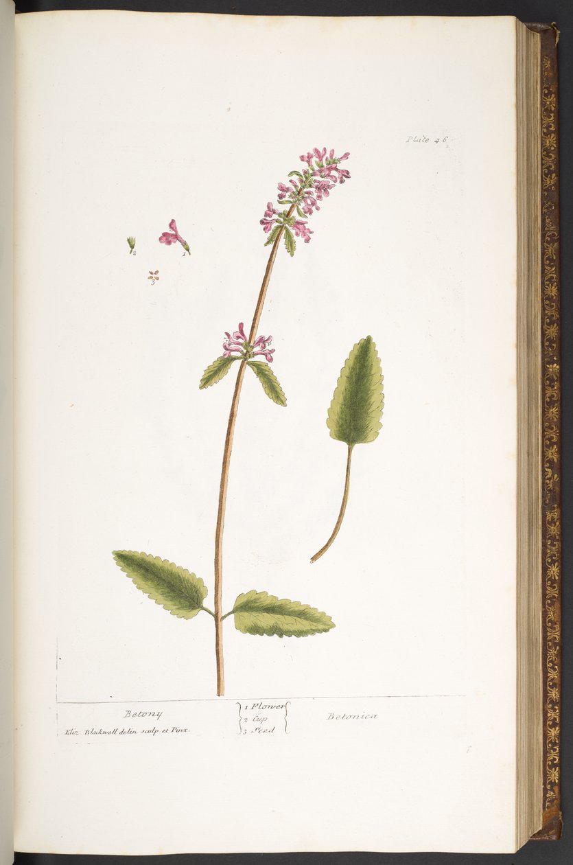 Talerz 46, Betonia, z „Ciekawy zielnik” autorstwa Elizabeth Blackwell