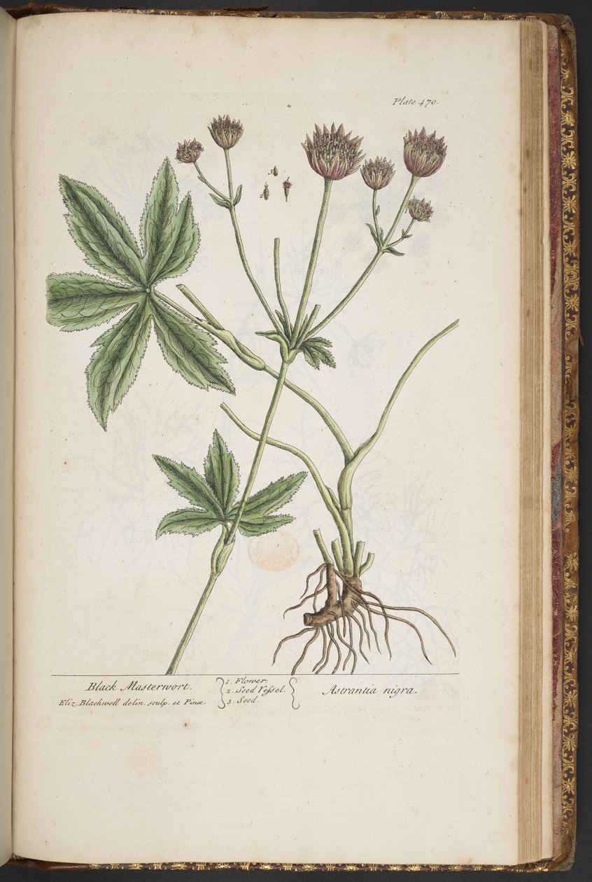 Talerz 470, z „Ciekawy zielnik” autorstwa Elizabeth Blackwell