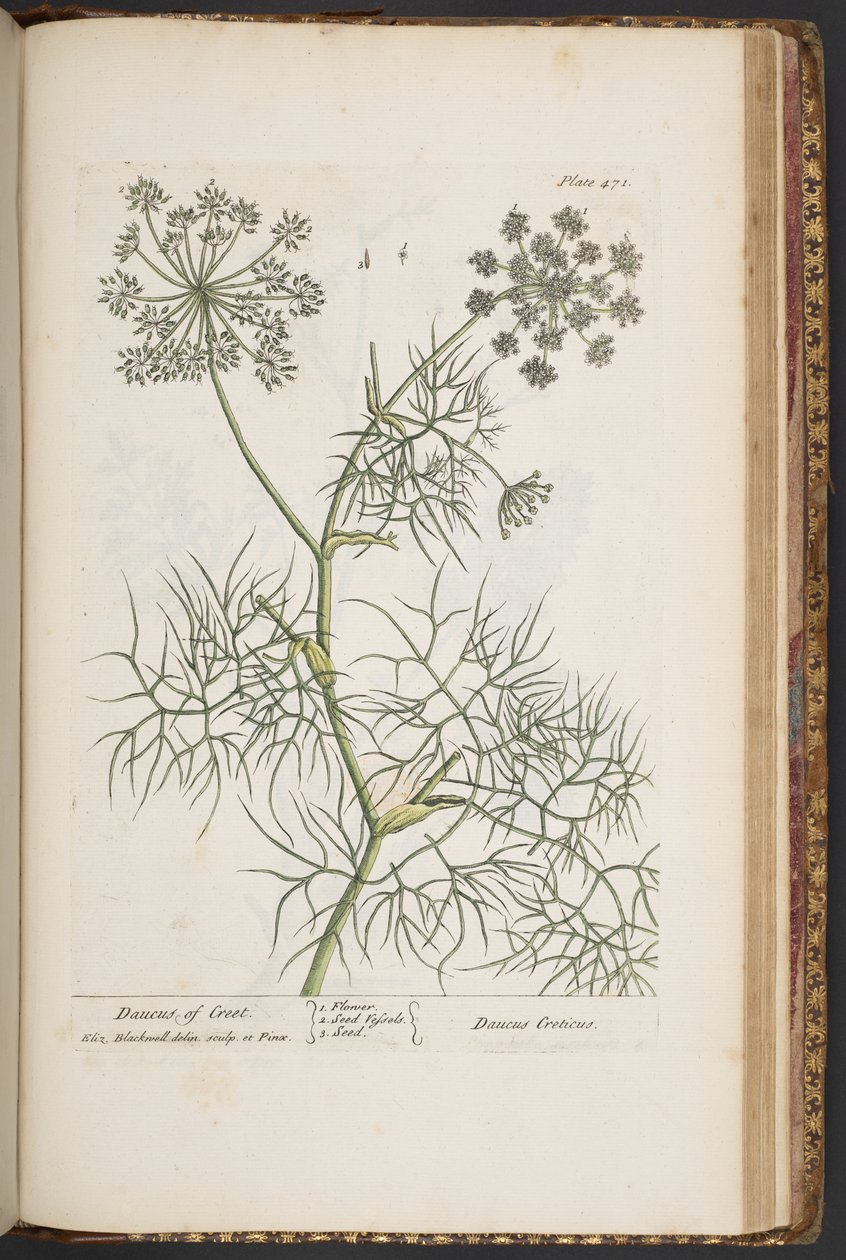 Talerz 471 z „Ciekawy zielnik” autorstwa Elizabeth Blackwell