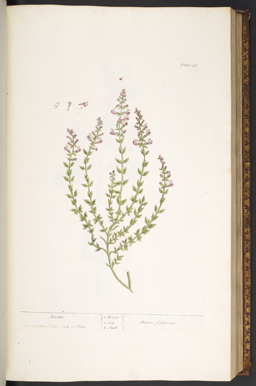 Talerz 47, Marum, z „Ciekawy zielnik” autorstwa Elizabeth Blackwell