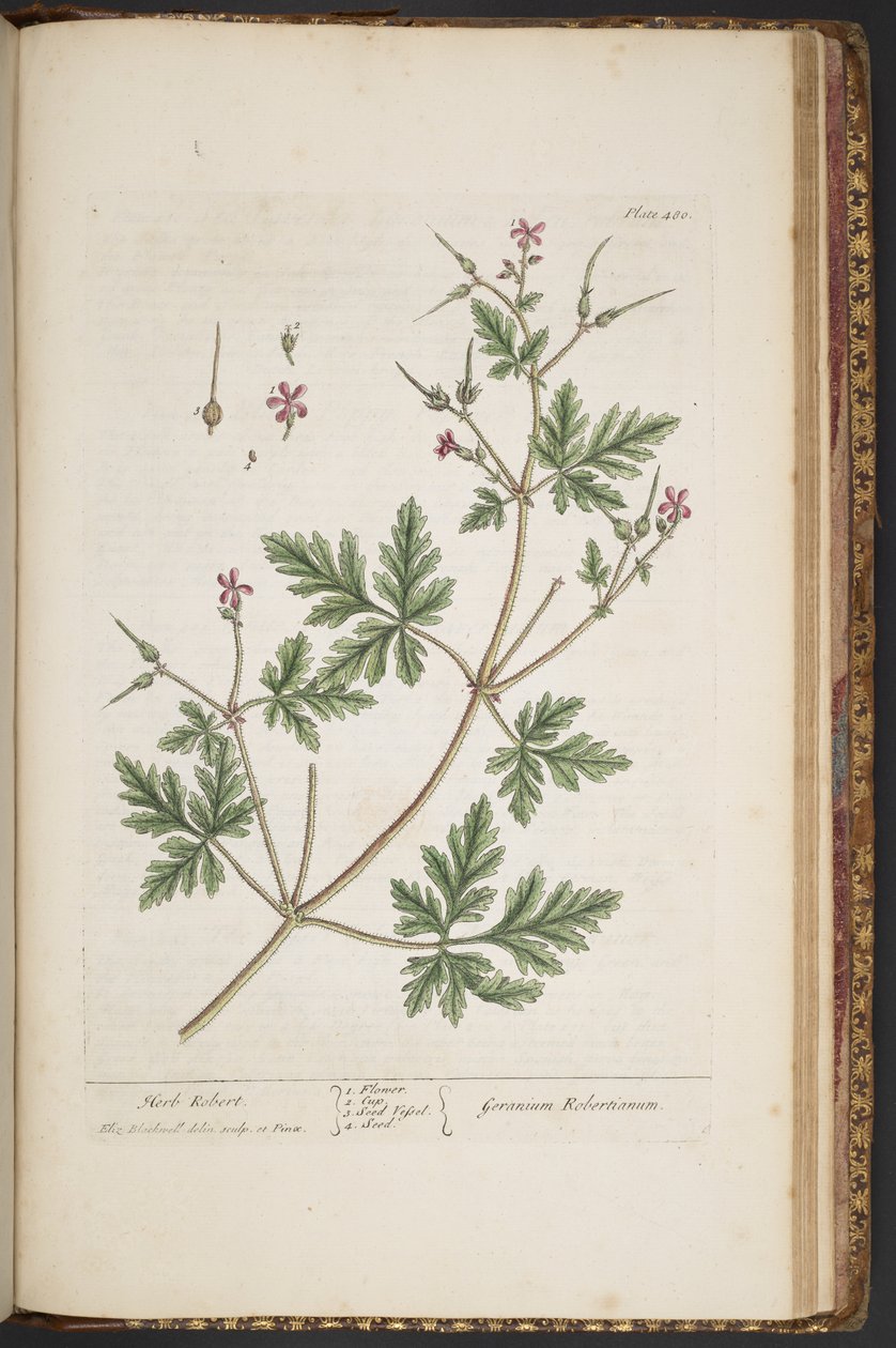 Talerz 480, Herb Robert, z „Ciekawy zielnik” autorstwa Elizabeth Blackwell