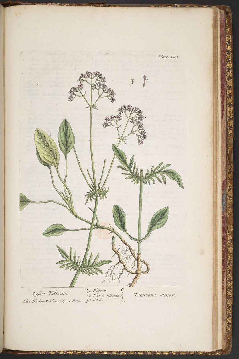 Talerz 484, z „Ciekawy zielnik” autorstwa Elizabeth Blackwell