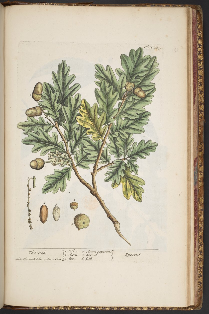 Talerz 487, z „Ciekawy zielnik” autorstwa Elizabeth Blackwell