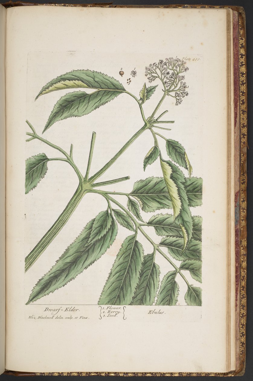 Talerz 488, z „Ciekawy zielnik” autorstwa Elizabeth Blackwell