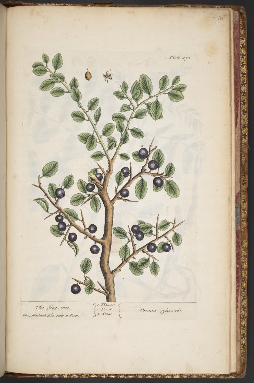 Talerz 493, z „Ciekawy zielnik” autorstwa Elizabeth Blackwell