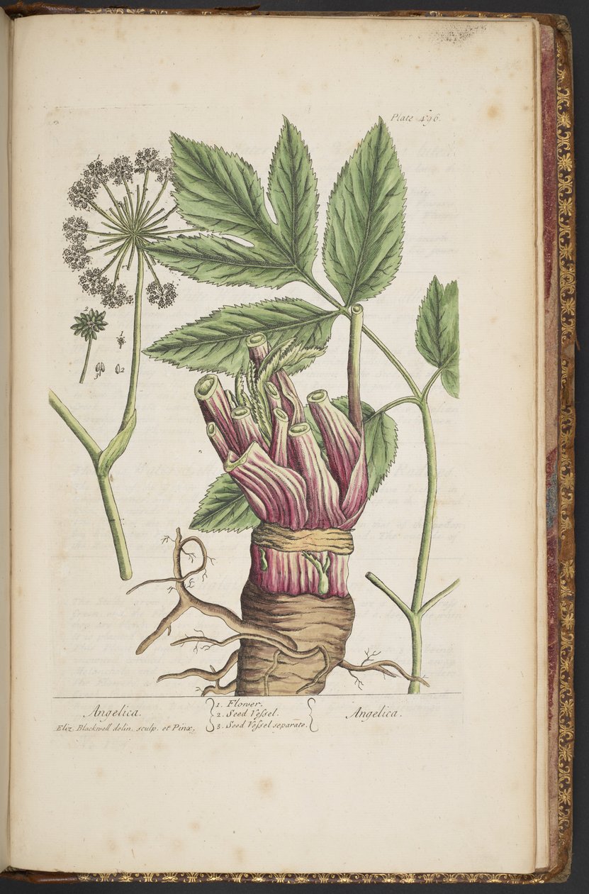 Talerz 495, z „Ciekawy zielnik” autorstwa Elizabeth Blackwell