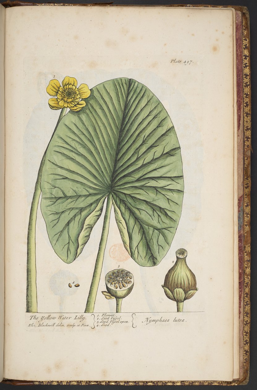 Talerz 496, z „Ciekawy zielnik” autorstwa Elizabeth Blackwell