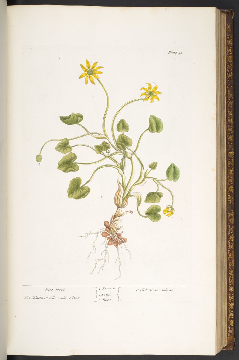 Talerz 51, Pieluszka, z „Ciekawego ziela” autorstwa Elizabeth Blackwell
