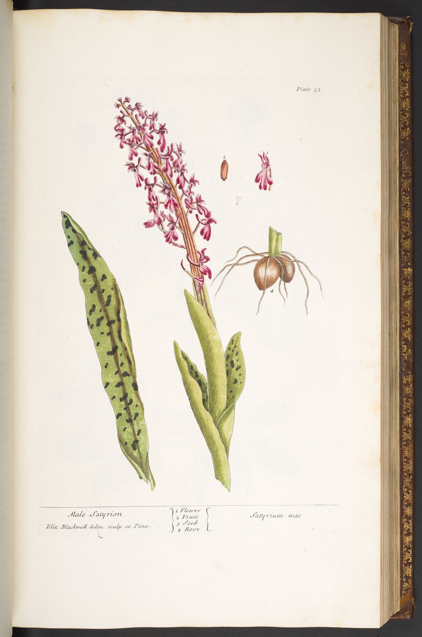 Tabliczka 53, Męski Satyrion, z „Ciekawego ziela” autorstwa Elizabeth Blackwell