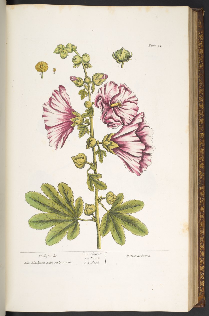 Talerz 54, Malwy, z „Ciekawskiego zielnika” autorstwa Elizabeth Blackwell