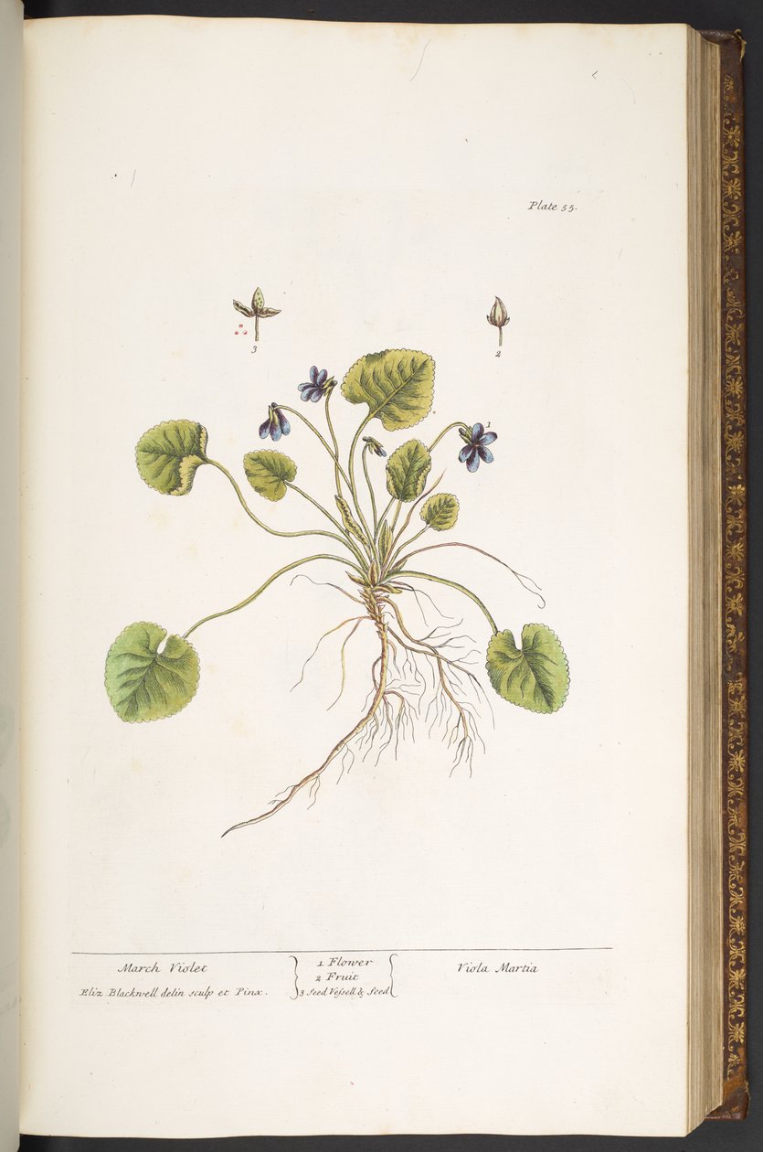 Talerz 55, Marzec Fiolet, z „Ciekawy Herbal” autorstwa Elizabeth Blackwell